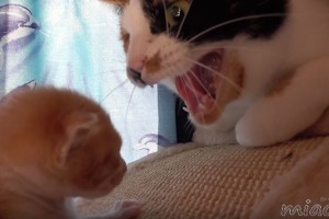 三毛猫のみけさんに「シャー！」と言われていた仔猫。ようやく一緒に寝られることが許された日。