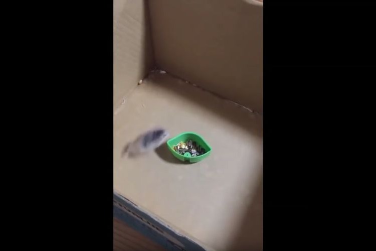 神がかったドリフトテクニック!!ハムスターがクルクル旋回する動画がすごいとTwitterで話題に
