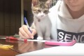 ぐぬぬ…ご主人の勉強をあの手この手で邪魔してくるネコちゃんが可愛すぎる