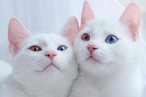 何たる神々しさ…違った色の両目を持つ双子の白猫たちが、あまりに気高く美しい