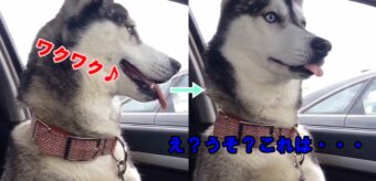 お出かけ先が動物病院だと分かった瞬間のハスキー、テンション急降下する表情がかわいい