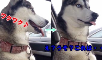お出かけ先が動物病院だと分かった瞬間のハスキー、テンション急降下する表情がかわいい