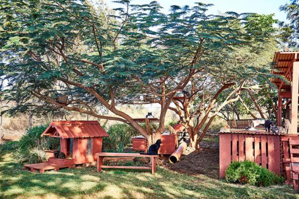 lanai-cat-sanctuary-hawaii-12r