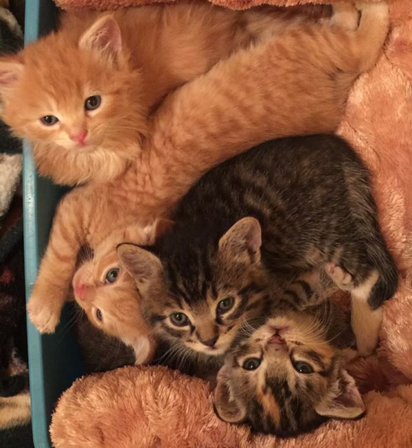lanai-cat-sanctuary-hawaii-14r