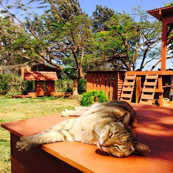 lanai-cat-sanctuary-hawaii-25r