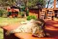ハワイに猫の楽園が。500匹の猫が自由に暮らす“キャットサンクチュアリ”に行きたい!