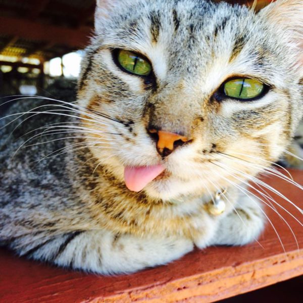 lanai-cat-sanctuary-hawaii-33r