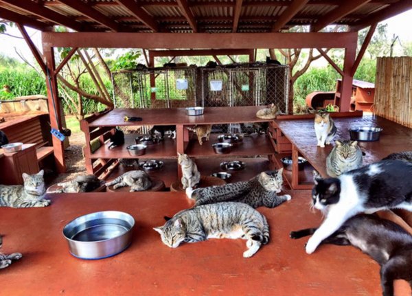 lanai-cat-sanctuary-hawaii-8r