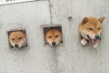 あらカワイイ♪歩いていたら急に出てくる!? 3匹の犬が顔を出すスポットが話題に!