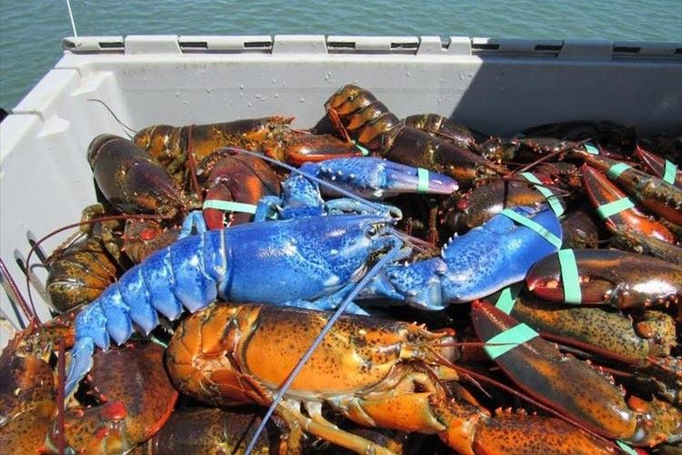水揚げしたら“青く光るロブスター“が混ざっていた! 200万分の1の確率らしい