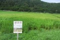お米を買うと、対馬の絶滅危惧種ツシマヤマネコの保護になる…その理由とは?