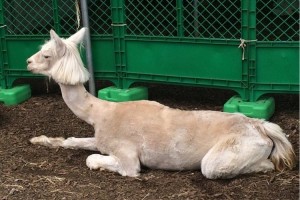 頭の部分だけ毛をきれいに切りそろえた“おかっぱ”のアルパカが目撃される!