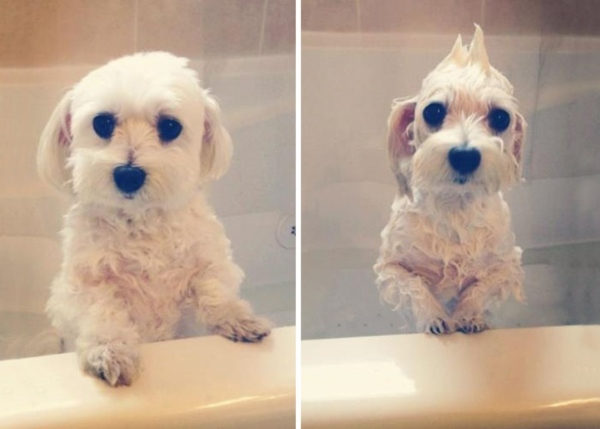 wet-dogs-before-after-bath-18-57a4398ee1e89__700r