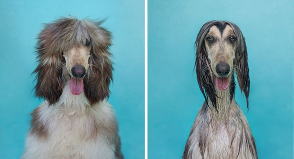 wet-dogs-before-after-bath-23-57a4399a63a57__700r