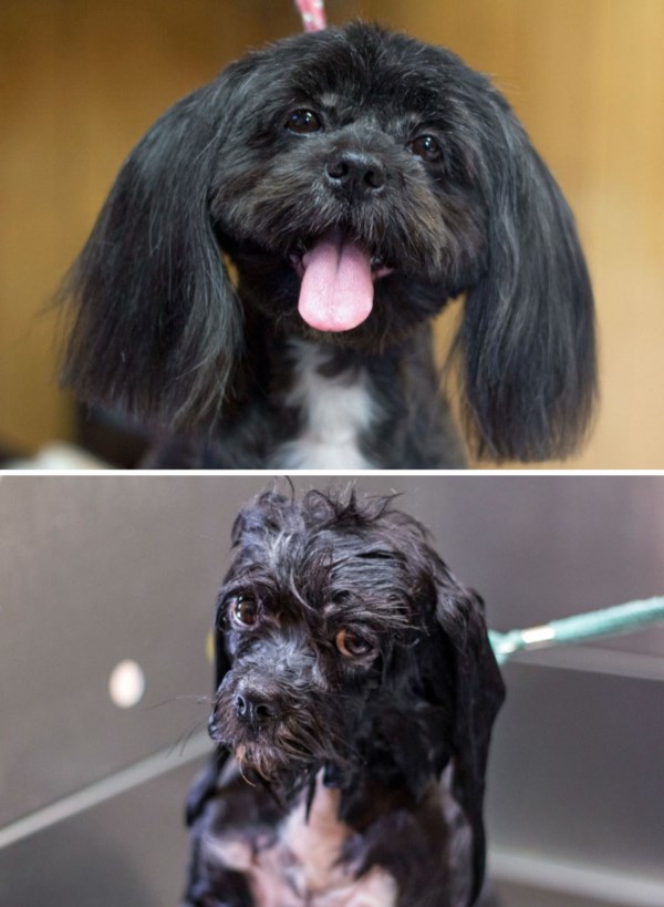 wet-dogs-before-after-bath-35-57a439b87e170__700r