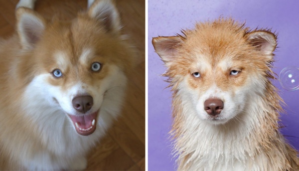 wet-dogs-before-after-bath-51-57a836fe3ac4b__700r