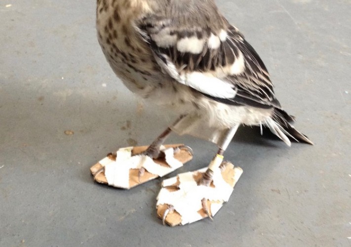 歩けない小鳥のためのに作った優しいサンダル、履き心地に満足