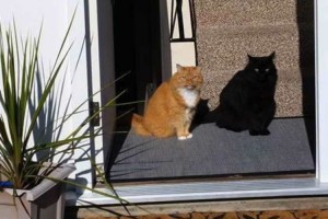 ただの影かと思ったら...スタンド使いのニャンコっぽい瞬間をとらえた画像が面白い！