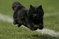 ラグビーの試合に黒猫が乱入!素早いステップで観客騒然!