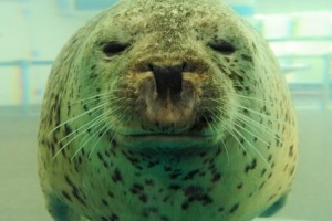 アザラシの真正面ショット、見事にまんまる