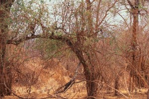 【動物かくれんぼ】これが生きる術！自然の中に身を隠す動物たち10選