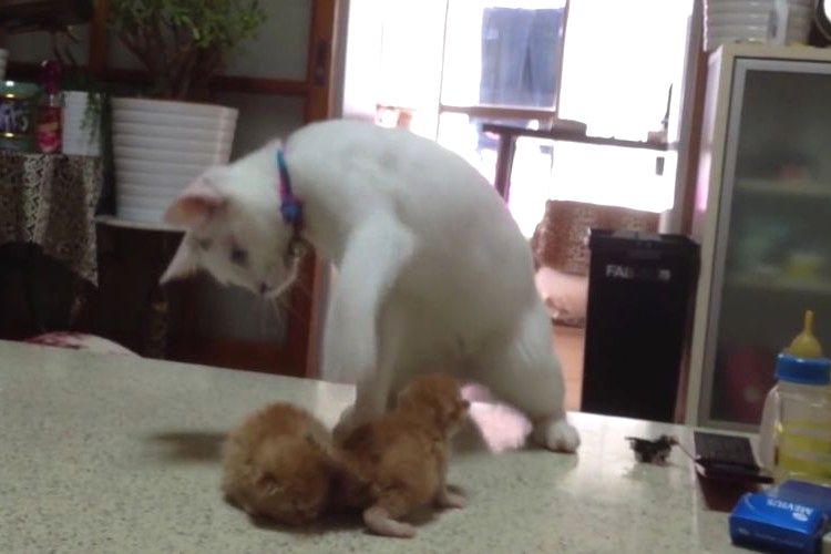 もう踊っちゃえ!赤ちゃんネコの接し方に困ってダンスしまくるニャンコがキュートすぎる!