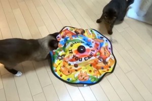 毎日あんなにヘビロテしてたのに…！おもちゃに飽きちゃったニャンコの姿に思わず吹いちゃう！