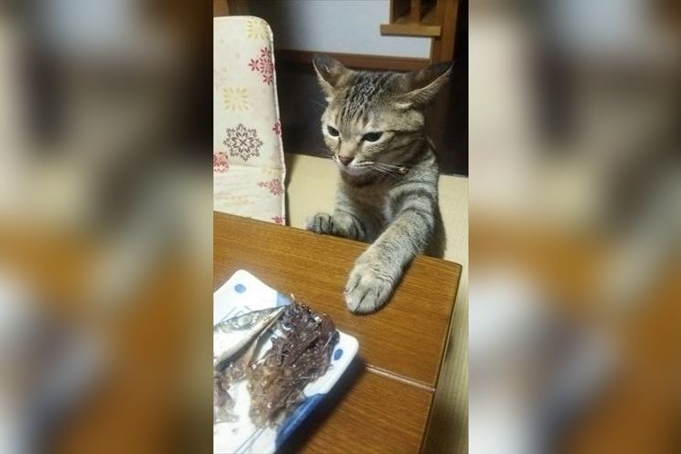 焼き魚を食べたいニャン！怒られるのは分かってるけどほしくてたまらないニャンコの姿にキュン！