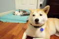 「それ僕のベッド…」ネコにベッドを占拠されたワンコの切なすぎる表情【12選】