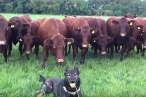 完全にビビってる！14頭の牛たちが1匹の犬に興味津々だけどちょっと怖い...