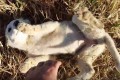 「あなたに逢えて嬉しいよ♪」偶然出会った野良犬が無防備すぎる喜び方にやられる!そのまま飼うことに