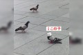 君、懲りないね…(笑)食い意地が張り過ぎてカップケーキのカラを被ってしまうハトの動画に噴き出す