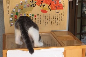 【奇跡の一枚】ニャンコ、おみくじに吸い寄せられるが…それもそのはずだった！