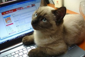 怒りたいのにニヤけちゃう…ご主人の邪魔をするニャンコ10選