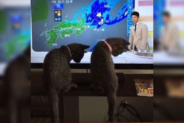 思わずシンクロ!並んで天気予報を見る2匹のニャンコたちの動画がかわゆい
