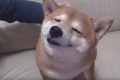 か・い・か・ん…ナデナデが気持ちよすぎて始終恍惚の表情を浮かべる柴犬【動画】