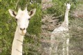 まさに神秘…ケニアで発見された純白のキリンが美しすぎる