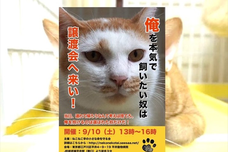 これくらいの覚悟があって然るべき。猫の譲渡会のポスターが強気だと話題に!