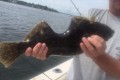 生命の神秘か! ? 身体をこれだけ食べられていても、生き延びた魚が釣られる!