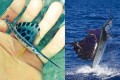 形はそのまんま! 巨大で知られるバショウカジキの稚魚がルアーみたいだと話題に!
