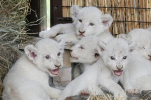 生まれたばかりの“5つ子のホワイトライオンの赤ちゃん”を公開! ウクライナ