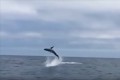 【動画】サメの大ジャンプを目撃! 最初は興奮の船員たち サメが近寄って来ると…