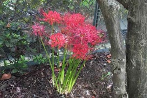 数ヶ月前亡くなった猫を埋めた所から彼岸花が…花言葉「また会う日を楽しみに」