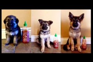 成長の過程を1枚にまとめた写真が話題に! ボトルとの比較で成長の速さを実感!