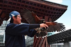金沢駅前を鷹がパトロール！鷹匠によって鳩のふん害がゼロに…風情にも合うと観光客に人気！