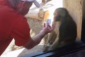 リアクション芸人顔負け！？手品で驚くサルの反応が最高すぎる！