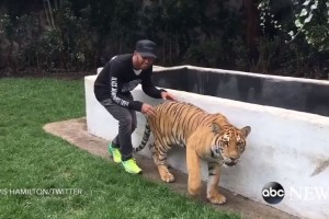 あら、意外な反応！トラを後ろから驚かしてみたらリアクションが可愛かった！