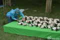 こんなの初めて!パンダの赤ちゃん23頭勢揃いでスタッフも大慌て