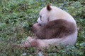 世界で一頭しかいない茶色のパンダ。中国で生まれ育つ七仔(チーザイ)