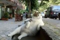 【トルコ】街中から愛された猫のトンビリくん、銅像になり再びくつろいで街を見守る
